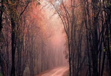 现役WTA1000&一级赛冠军数：斯瓦泰克&阿扎领跑，萨巴伦卡第3.